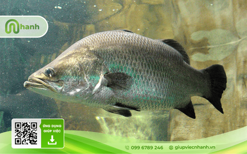 Cận cảnh một con cá chẽm tươi sống đang bơi trong bể kính với lớp vảy bạc óng ánh.