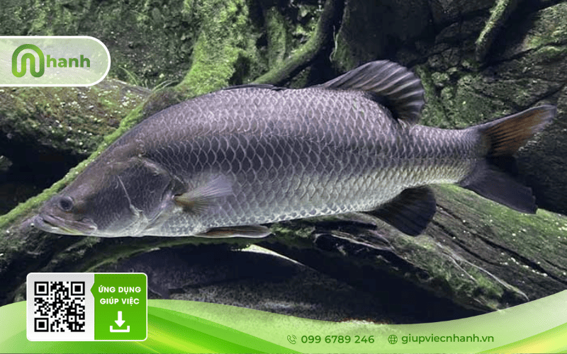 Hình ảnh cá chẽm nhìn ngang cho thấy rõ thân hình dài, vảy lớn và các vây đặc trưng.