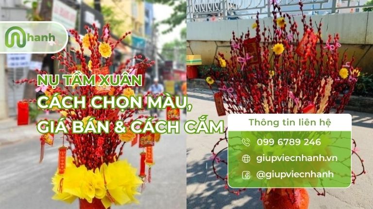 cover hình nụ tầm xuân 2026